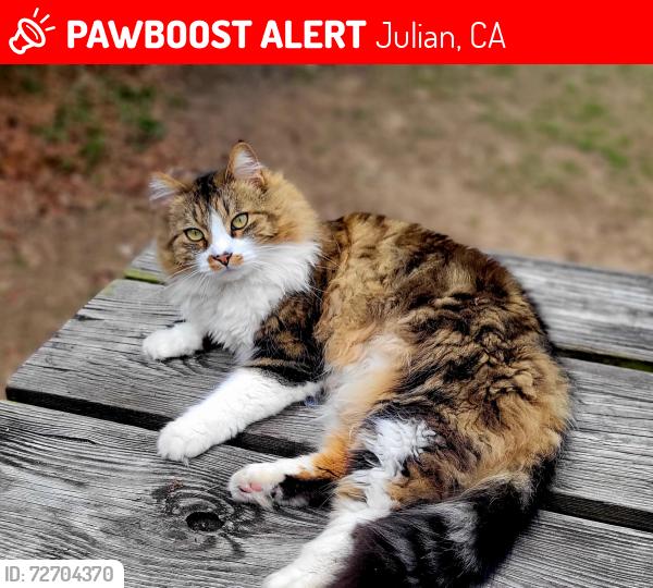 Lost Male Cat last seen William Heise County Park, Julian, CA 92036