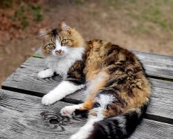 Lost Male Cat last seen William Heise County Park, Julian, CA 92036