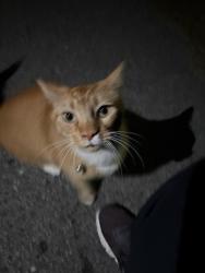 Found/Stray Unknown Cat last seen Norwich Rf, Wilmington, NC 28405