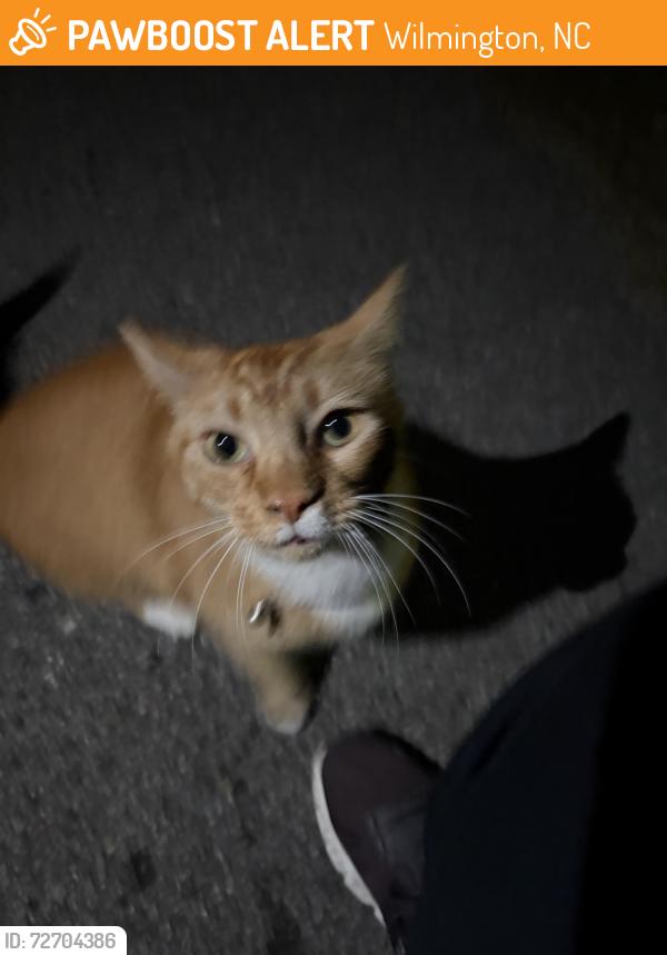 Found/Stray Unknown Cat last seen Norwich Rf, Wilmington, NC 28405