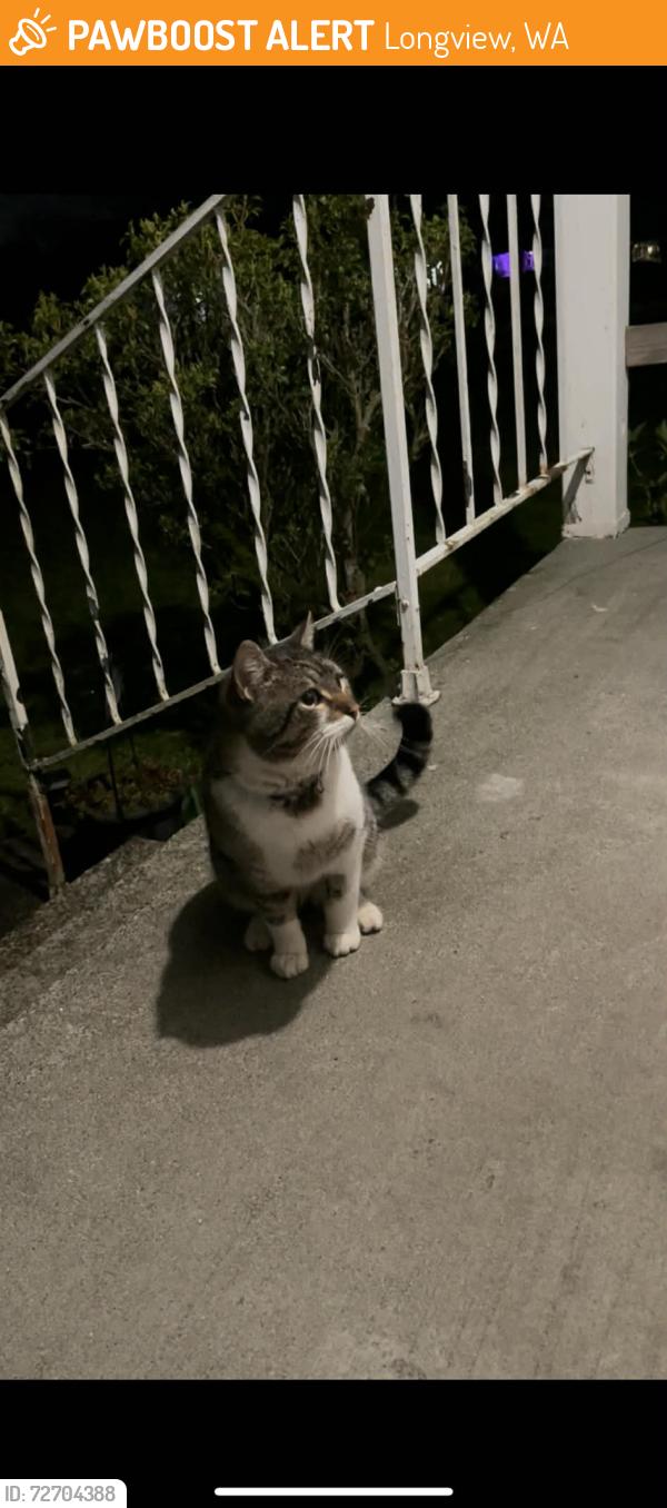 Found/Stray Male Cat last seen 20th and Nichols by the lake, Longview, WA 98632