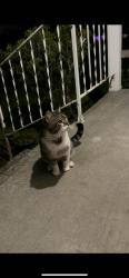 Found/Stray Male Cat last seen 20th and Nichols by the lake, Longview, WA 98632