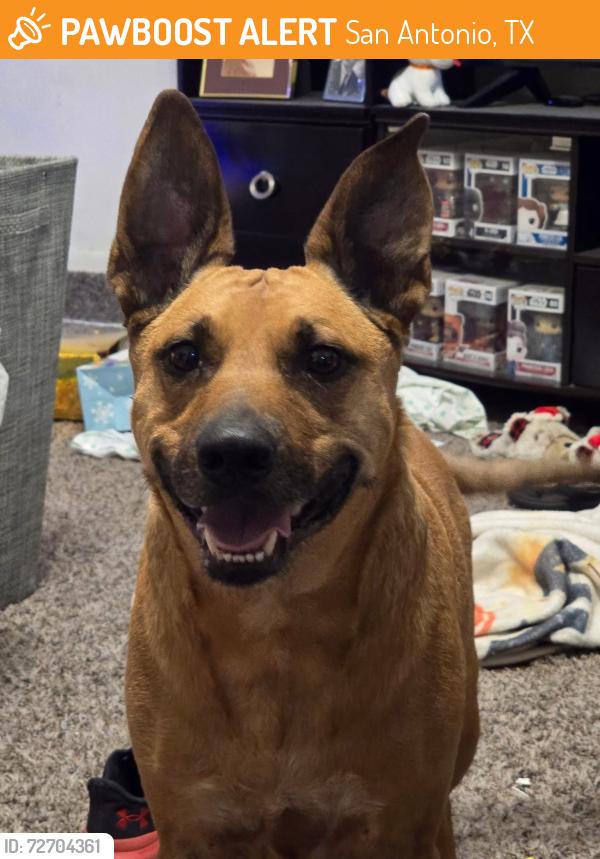 Found/Stray Male Dog last seen Cliffbriar Dr & Culebra Rd, San Antonio, TX 78250
