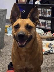Found/Stray Male Dog last seen Cliffbriar Dr & Culebra Rd, San Antonio, TX 78250