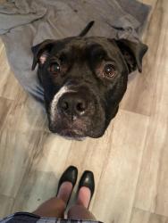 Lost Male Dog last seen Near 321 on buttons lane , Granite Falls, NC 28630