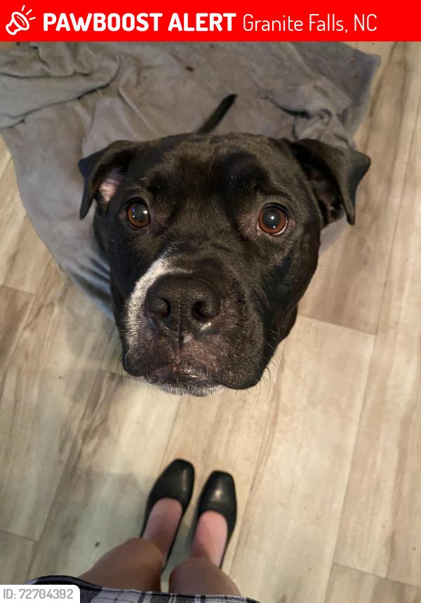Lost Male Dog last seen Near 321 on buttons lane , Granite Falls, NC 28630