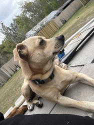 Lost Male Dog last seen 4th street/hollister , Alafaya, FL 32820