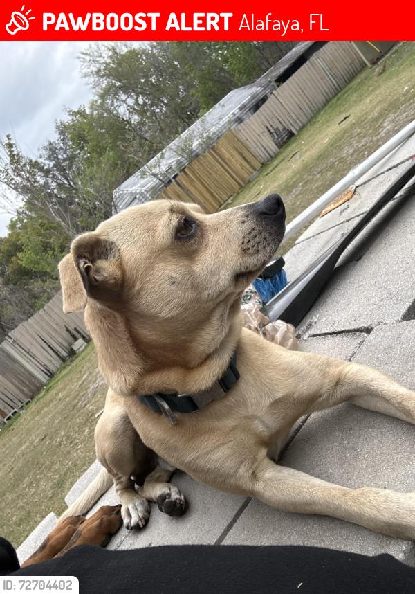 Lost Male Dog last seen 4th street/hollister, Alafaya, FL 32820