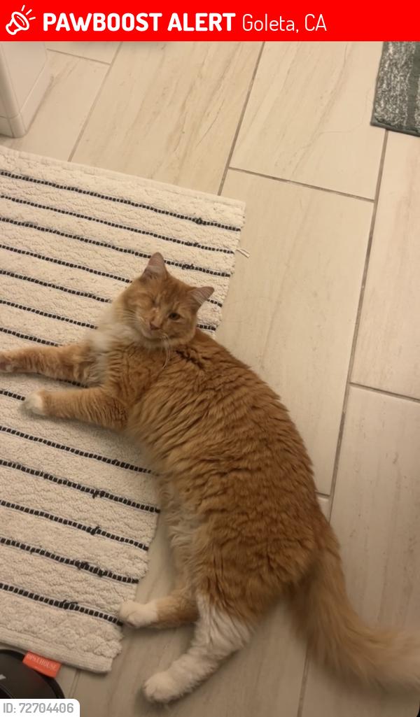 Lost Male Cat last seen Los cañeros road, Goleta, CA 93117