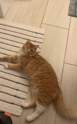 Lost Male Cat last seen Los cañeros road, Goleta, CA 93117