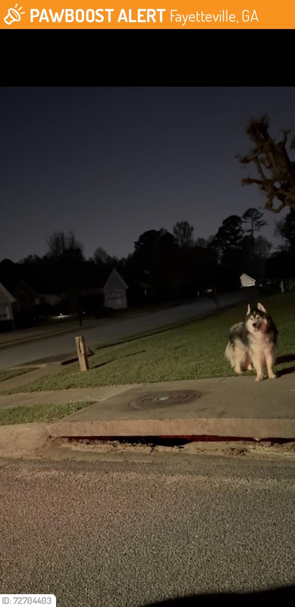 Found/Stray Unknown Dog last seen Weatherly drive and York, Fayetteville, GA 30214