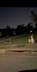 Found/Stray Unknown Dog last seen Weatherly drive and York, Fayetteville, GA 30214