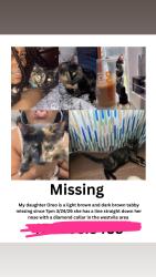 Lost Female Cat last seen Valley place north, New Haven, CT 06515