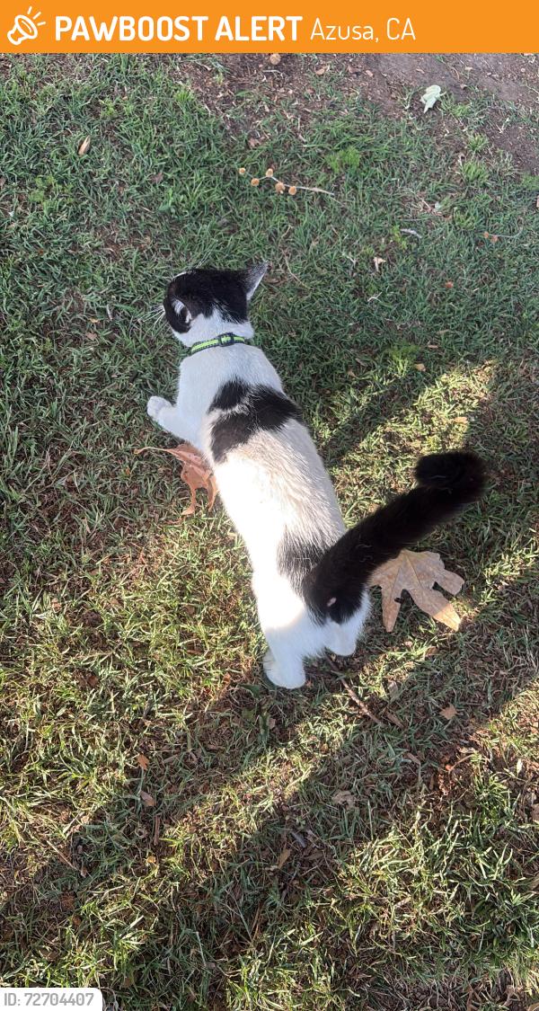Found/Stray Female Cat last seen 6th street & Azusa Ave , Azusa, CA 91702