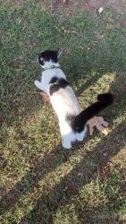 Found/Stray Female Cat last seen 6th street & Azusa Ave , Azusa, CA 91702