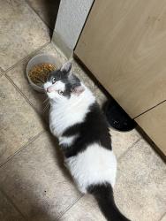 Lost Male Cat last seen Near w la loma dr , Rancho Cordova, CA 95670