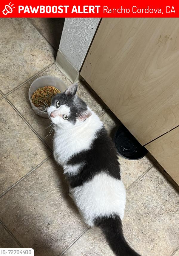 Lost Male Cat last seen Near w la loma dr , Rancho Cordova, CA 95670