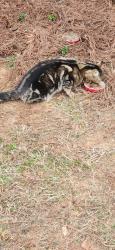 Found/Stray Male Cat last seen Near Grimes Drive Simpsonville SC, Greenville County, SC 29681