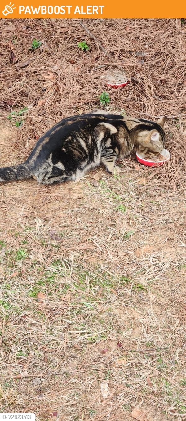 Found/Stray Male Cat last seen Near Grimes Drive Simpsonville SC, Greenville County, SC 29681