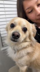 Lost Male Dog last seen Near Driftwood dr, Bryan, TX 77803