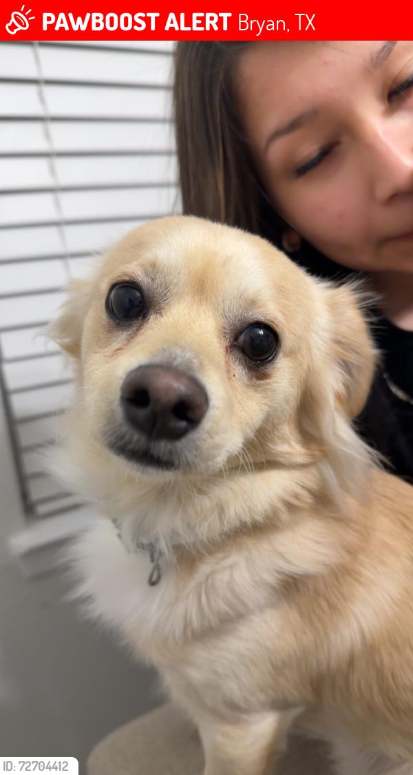 Lost Male Dog last seen Near Driftwood dr, Bryan, TX 77803