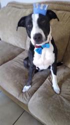 Lost Male Dog last seen Pea Ridge Road and Kingston, Water Valley, KY 42085
