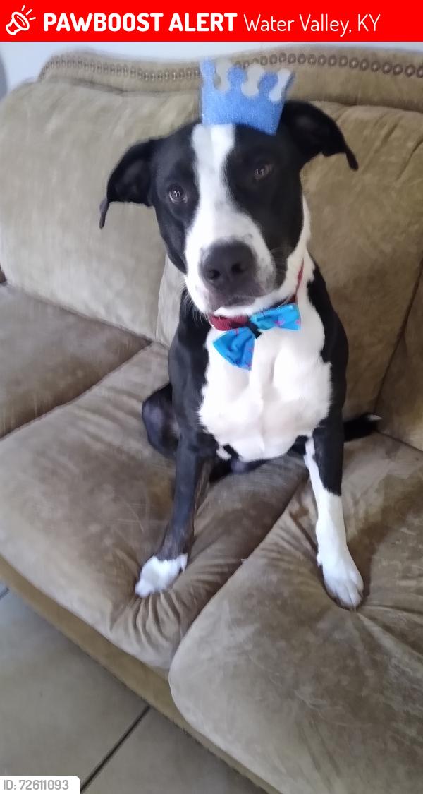Lost Male Dog last seen Pea Ridge Road and Kingston, Water Valley, KY 42085