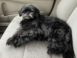 Lost Female Dog last seen Nevada and central 99208, Spokane, WA 99208