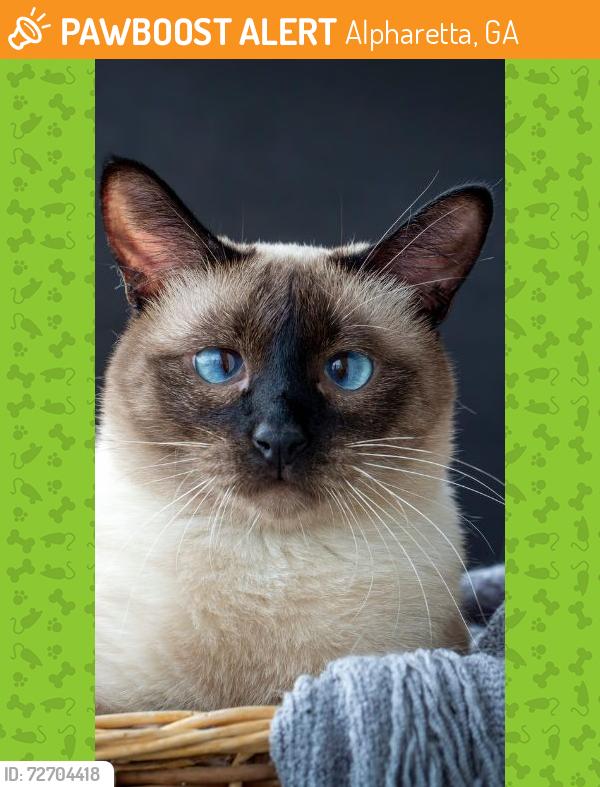 Found/Stray Male Cat last seen Old 41, Alpharetta, GA 30005