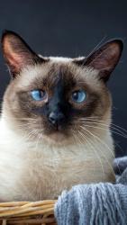 Found/Stray Male Cat last seen Old 41, Alpharetta, GA 30005
