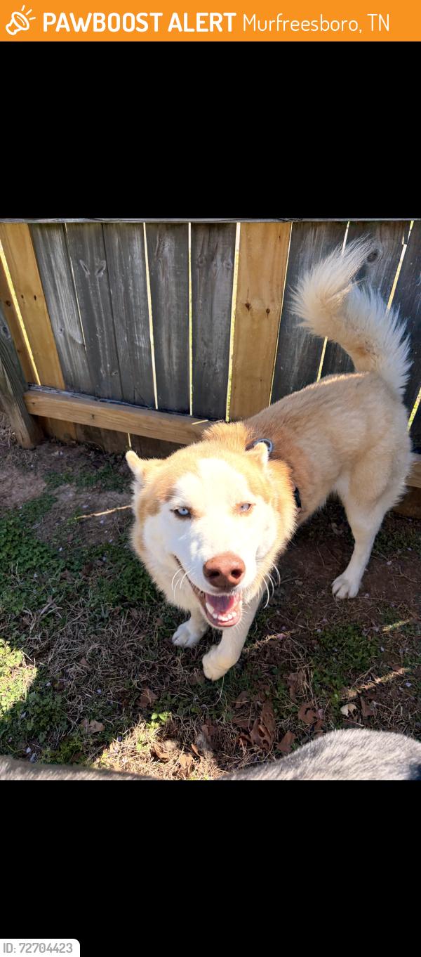 Found/Stray Male Dog last seen Farmhouse apmts, Murfreesboro, TN 37127