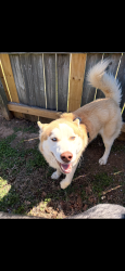 Found/Stray Male Dog last seen Farmhouse apmts, Murfreesboro, TN 37127