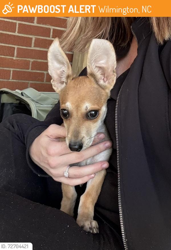 Found/Stray Male Dog last seen Chestnut Street, Wilmington, NC 28408