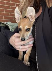 Found/Stray Male Dog last seen Chestnut Street, Wilmington, NC 28408