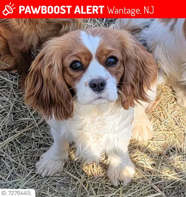 Lost Female Dog last seen Lower Unionville Rd, Wantage, NJ, Wantage, NJ 07461