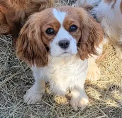 Lost Female Dog last seen Lower Unionville Rd, Wantage, NJ, Wantage, NJ 07461
