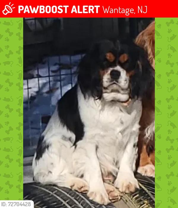 Lost Female Dog last seen Lower Unionville Rd, Wantage, NJ, Wantage, NJ 07461