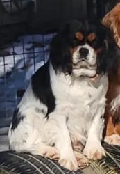 Lost Female Dog last seen Lower Unionville Rd, Wantage, NJ, Wantage, NJ 07461