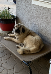 Lost Female Dog last seen East Oak Hills,  Summit Truck Trail / Medlow, Hesperia, CA 92344