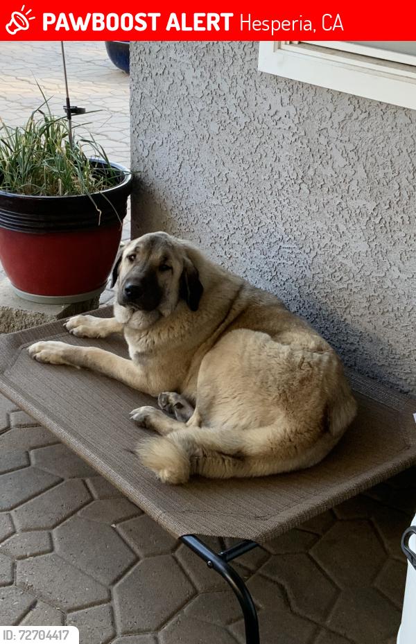 Lost Female Dog last seen East Oak Hills,  Summit Truck Trail / Medlow, Hesperia, CA 92344