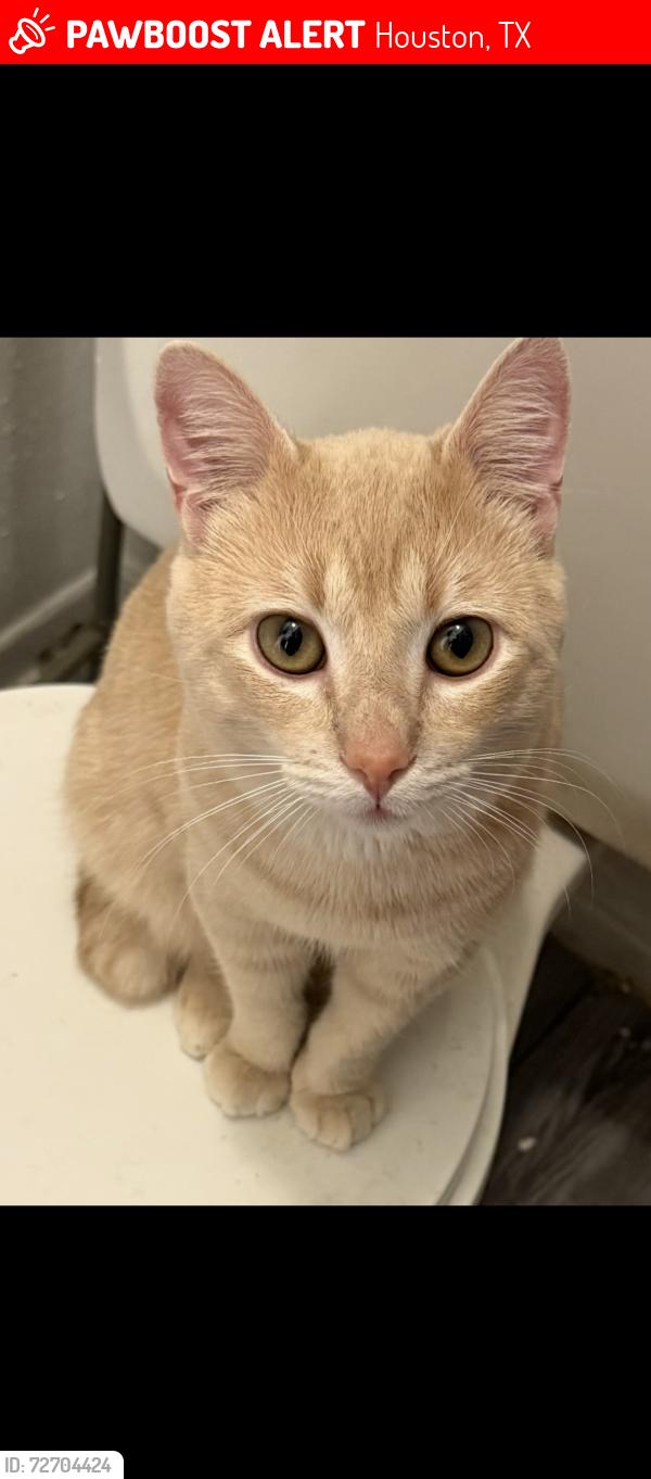 Lost Male Cat last seen Near Ella blvd Houston tx 77067, Houston, TX 77014