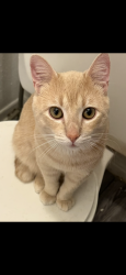Lost Male Cat last seen Near Ella blvd Houston tx 77067, Houston, TX 77014