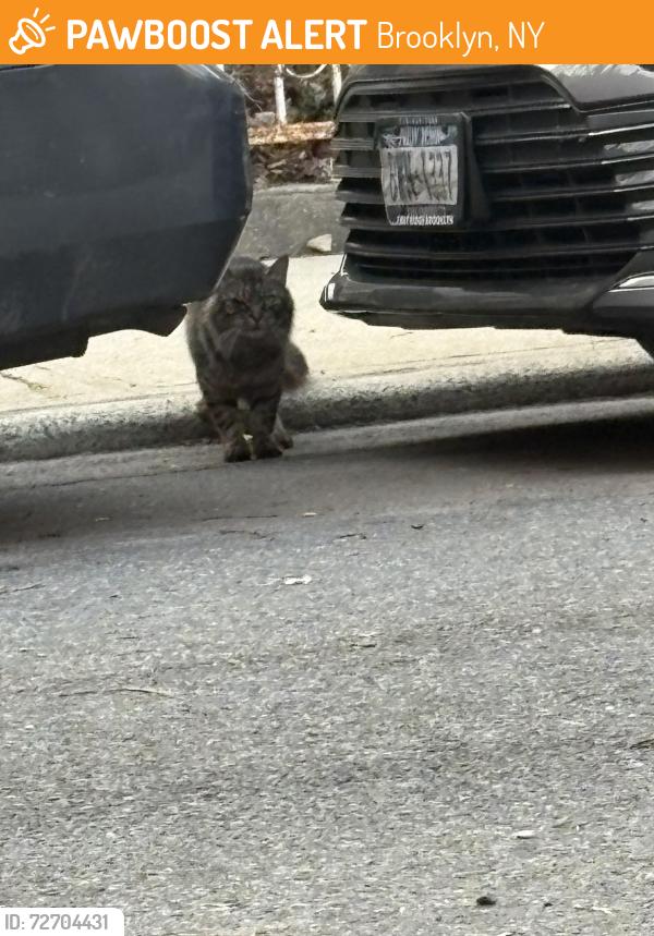 Found/Stray Unknown Cat last seen Bliss terrace and owls head park , Brooklyn, NY 11220