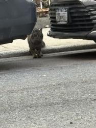 Found/Stray Unknown Cat last seen Bliss terrace and owls head park , Brooklyn, NY 11220