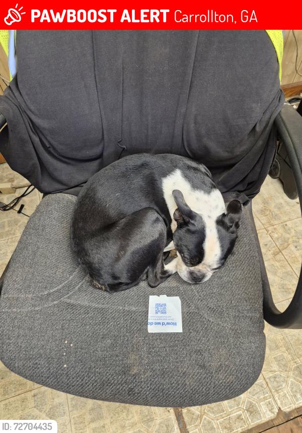 Lost Male Dog last seen Whooping creek rd, Carrollton, GA 30116