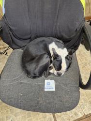 Lost Male Dog last seen Whooping creek rd, Carrollton, GA 30116