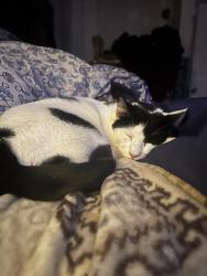 Lost Male Cat last seen Fennell town rd and Wild Turkey Trail , Rocky Point, NC 28457