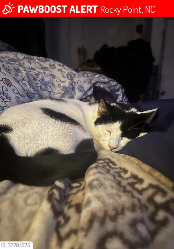 Lost Male Cat last seen Fennell town rd and Wild Turkey Trail , Rocky Point, NC 28457