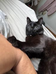 Lost Female Cat last seen Buckingham dr, suffolk way , Santa Clara, CA 95051