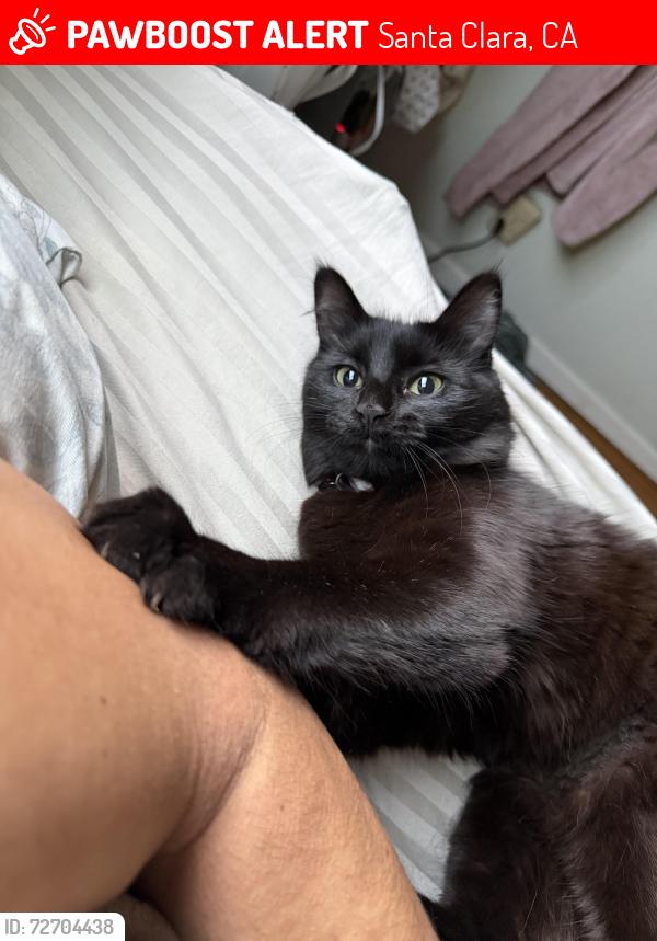 Lost Female Cat last seen Buckingham dr, suffolk way, Santa Clara, CA 95051